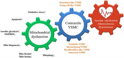 Phenotypic plasticity of vascular smooth muscle cells in vascular calcification: Role of mitochondria